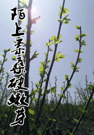 《陌上柔桑破嫩芽》